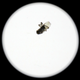Image for article titled How Did This Full-Grown Fly End Up Inside a Sealed $2,000 Camera Lens?